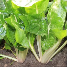 Swiss Chard - White Silver 3 (2 for 1)  BUY ONE GET ONE FREE